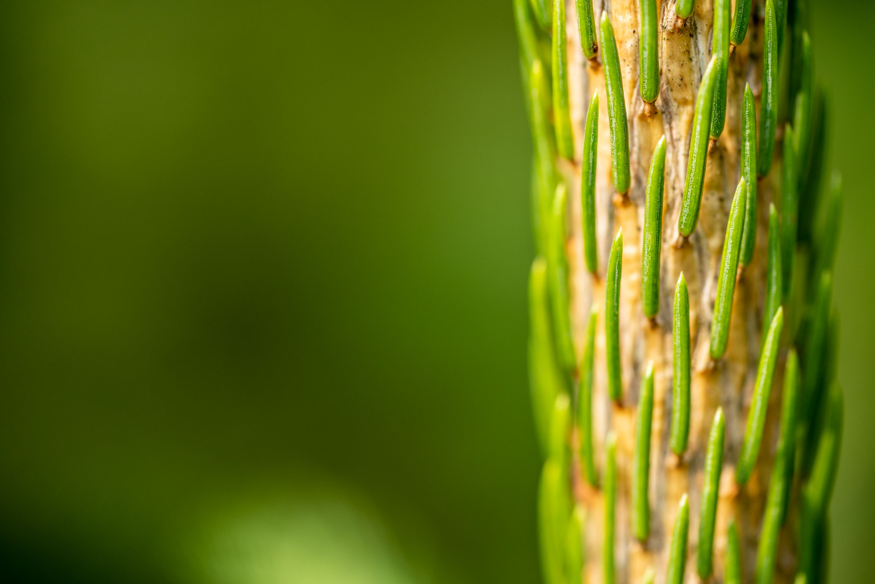 Tannennadeln frisch und grün
